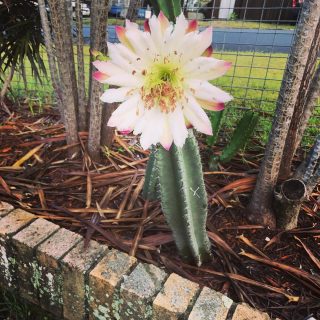 #Cereus jamacar #ヤマカル柱 #gardening#gardeninggoldcoast#gardenmaintenance#gardencare#follow#look#gardener#garden#mowing#goldcoast#庭#植木屋#ガーデナー#ゴールドコースト#オーストラリア#花 #サボテン #flower #cactus