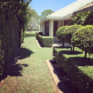 Pretty Hedges. かわいい生垣達😄 #gardening#gardeninggoldcoast#gardenmaintenance#gardencare#follow#look#gardener#garden#mowing#goldcoast#庭#植木屋#ガーデナー#ゴールドコースト#オーストラリア#生垣 #hedges#royalpines