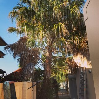 These European Fan Palms were pushing the brick wall so they had to be removed. Thank you and good bye🙏 #gardening#gardeninggoldcoast#gardenmaintenance#gardencare#follow#look#gardener#garden#mowing#goldcoast#庭#植木屋#ガーデナー#ゴールドコースト#オーストラリア#palmtrees #europeanfanpalm #ヤシの木 #伐採